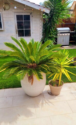 Une grande plante en pot et une plus petite, dans un espace aménagé en jardin, avec une maison en arriÚre-plan.