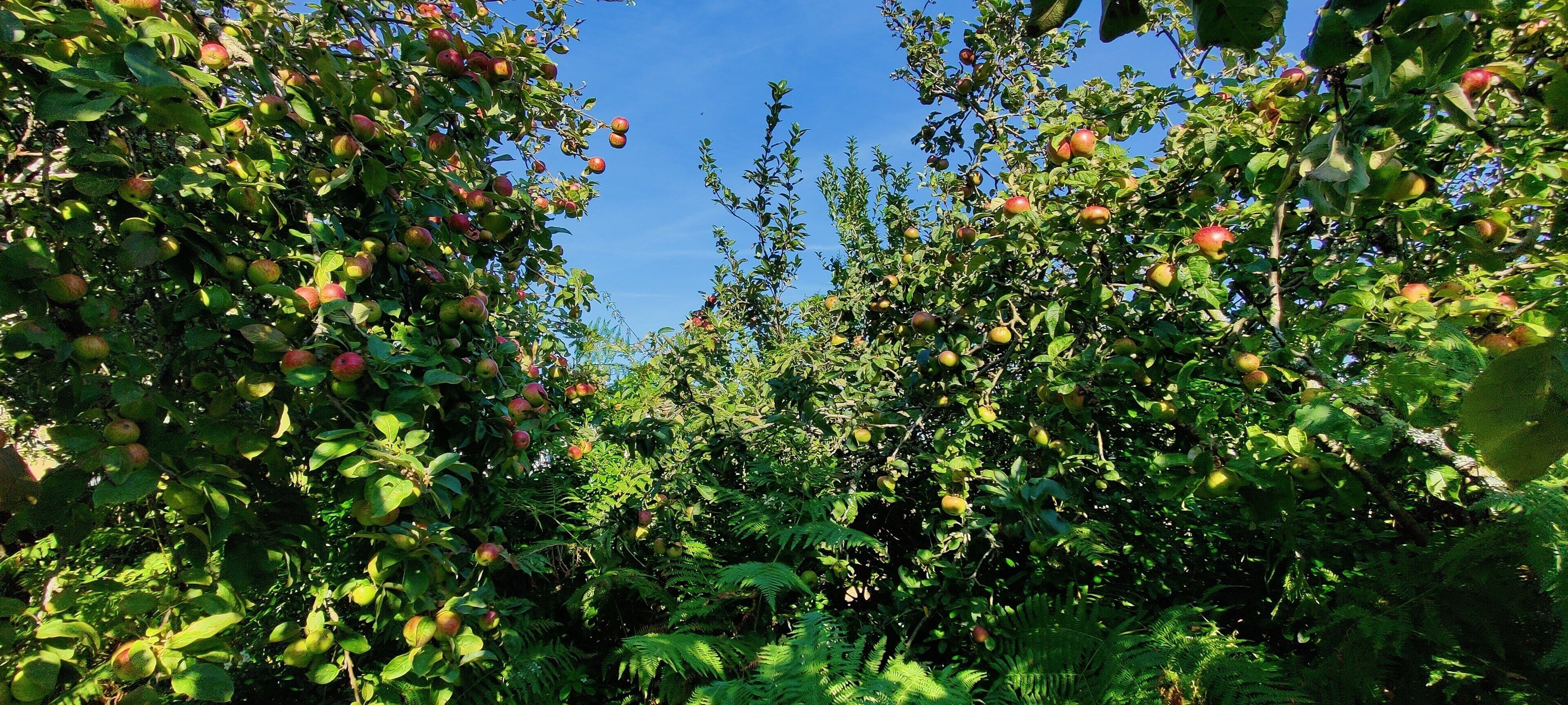 A dense orchard with mature trees bearing fruit.