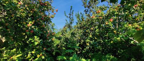 A dense orchard with mature trees bearing fruit.