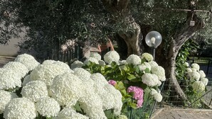A garden with white and pink hydrangea flowers, a lamp post, and a tree. - The house of roses (Passignano sul Trasimeno)