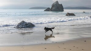 En strand med en hund som springer på sanden, vågor som bryter mot stranden och en stor klippformation i bakgrunden.