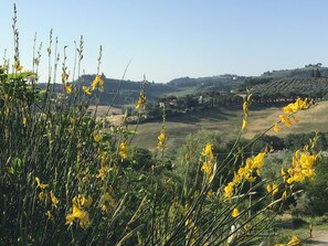 Exterior - Your nest in the Tuscany countryside (Certaldo - Firenze)