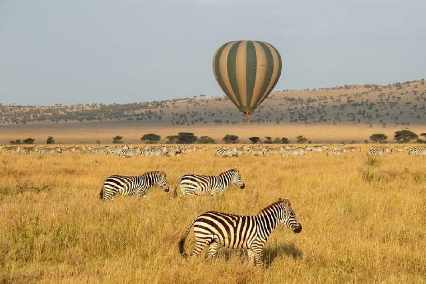 Campo com zebras e um balão de ar quente ao longe.