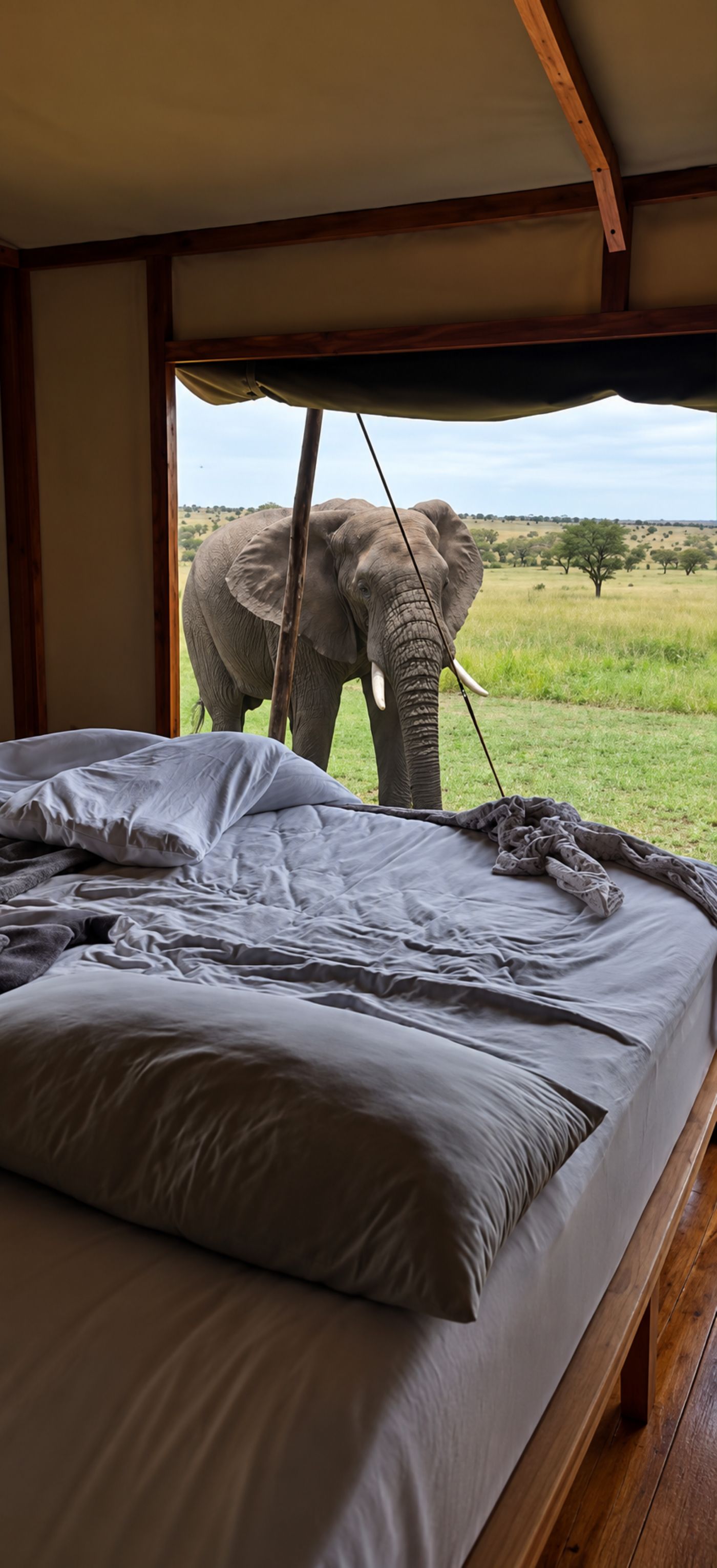 A bed with a view of an elephant outside.