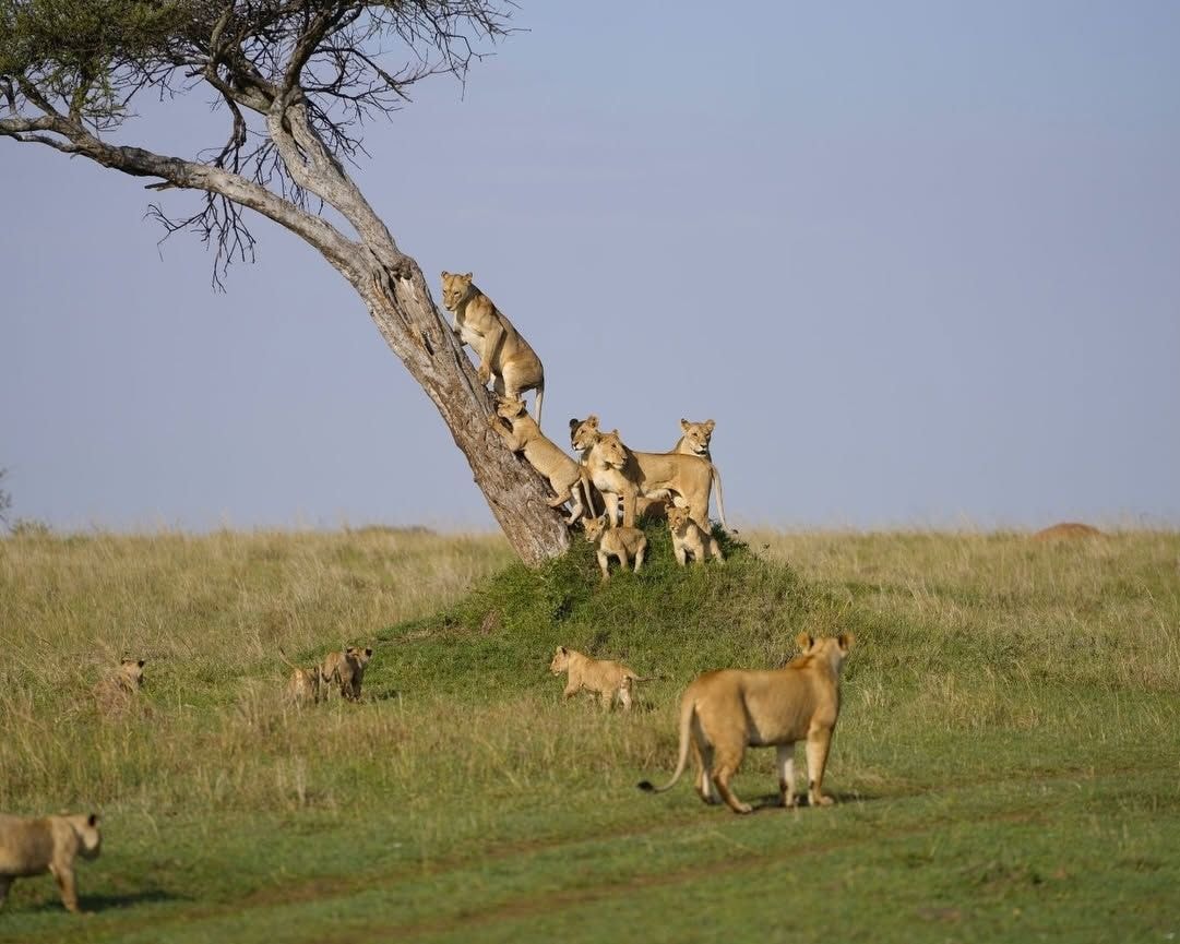 A group of lions on a grassy hill with a tree.
