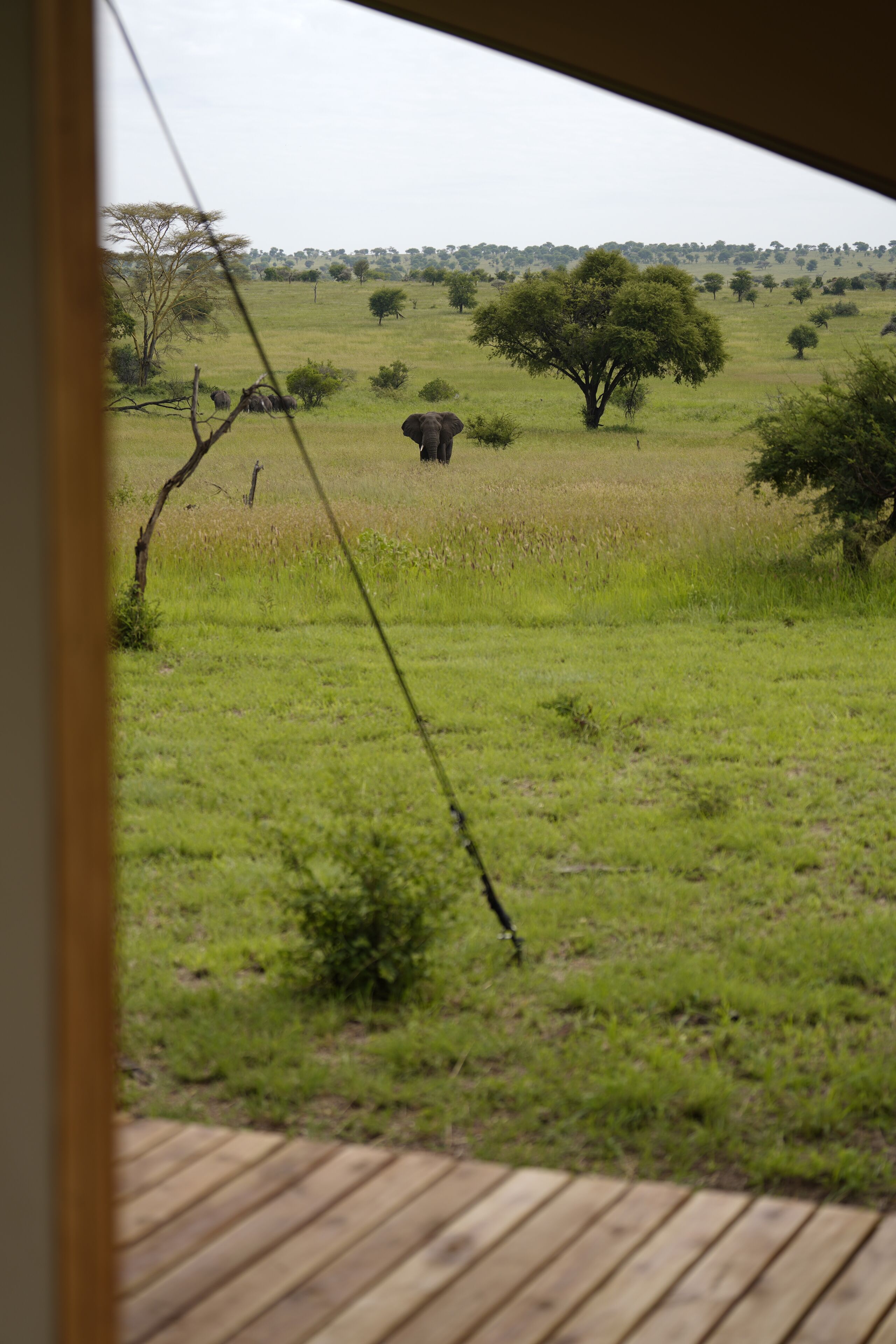 Une vue depuis une fenêtre donnant sur un champ verdoyant, avec un arbre et un grand éléphant au loin.