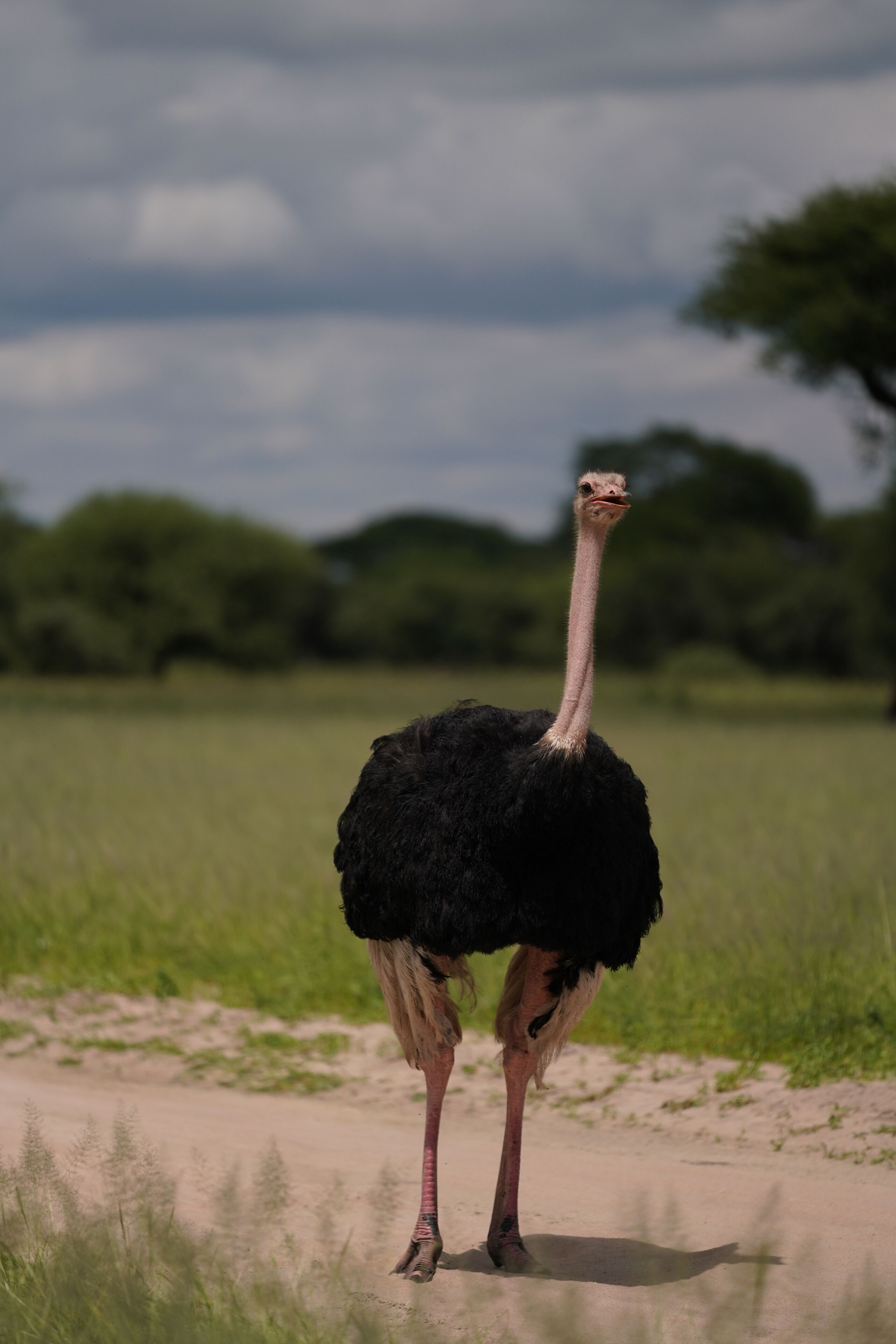 An ostrich standing on a dirt path with green grass and trees in the background.