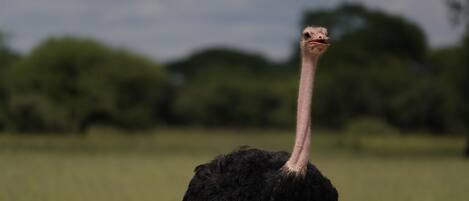 An ostrich standing on a dirt path with green grass and trees in the background.