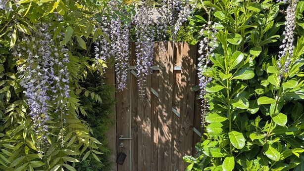 A wooden gate with a metal latch, surrounded by lush green foliage and hanging purple flowers. - ERMELO Hideaway  (Ermelo)