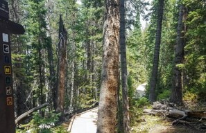 A forested area with a paved path, tall trees, and a sign with symbols indicating hiking and camping areas. - Breckenridge White Wolf Townhome 4 Bedroom (Breckenridge)