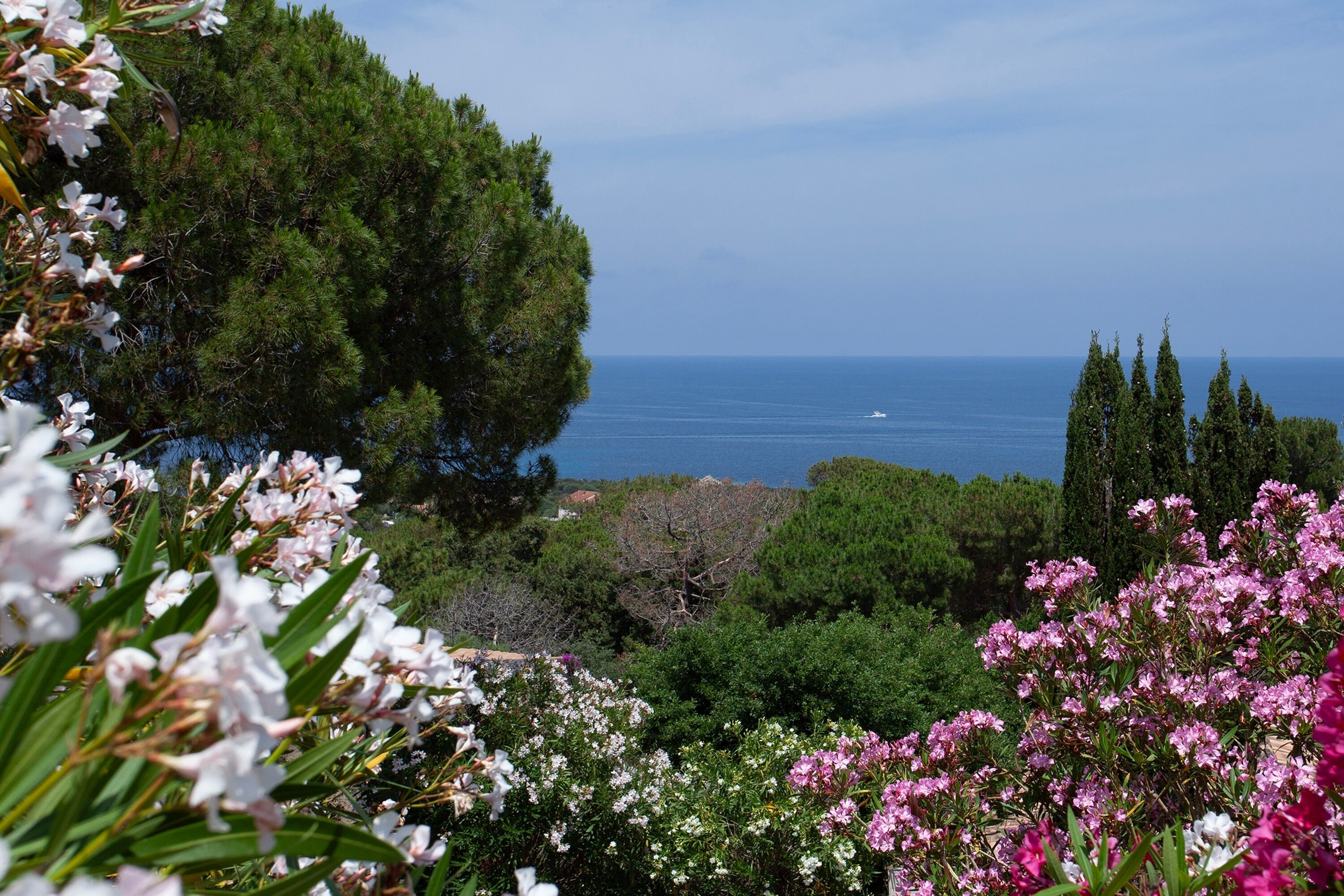 A coastal landscape with dense greenery and flowering plants.
