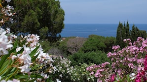 Eine Küstenlandschaft mit üppiger Vegetation und blühenden Pflanzen.