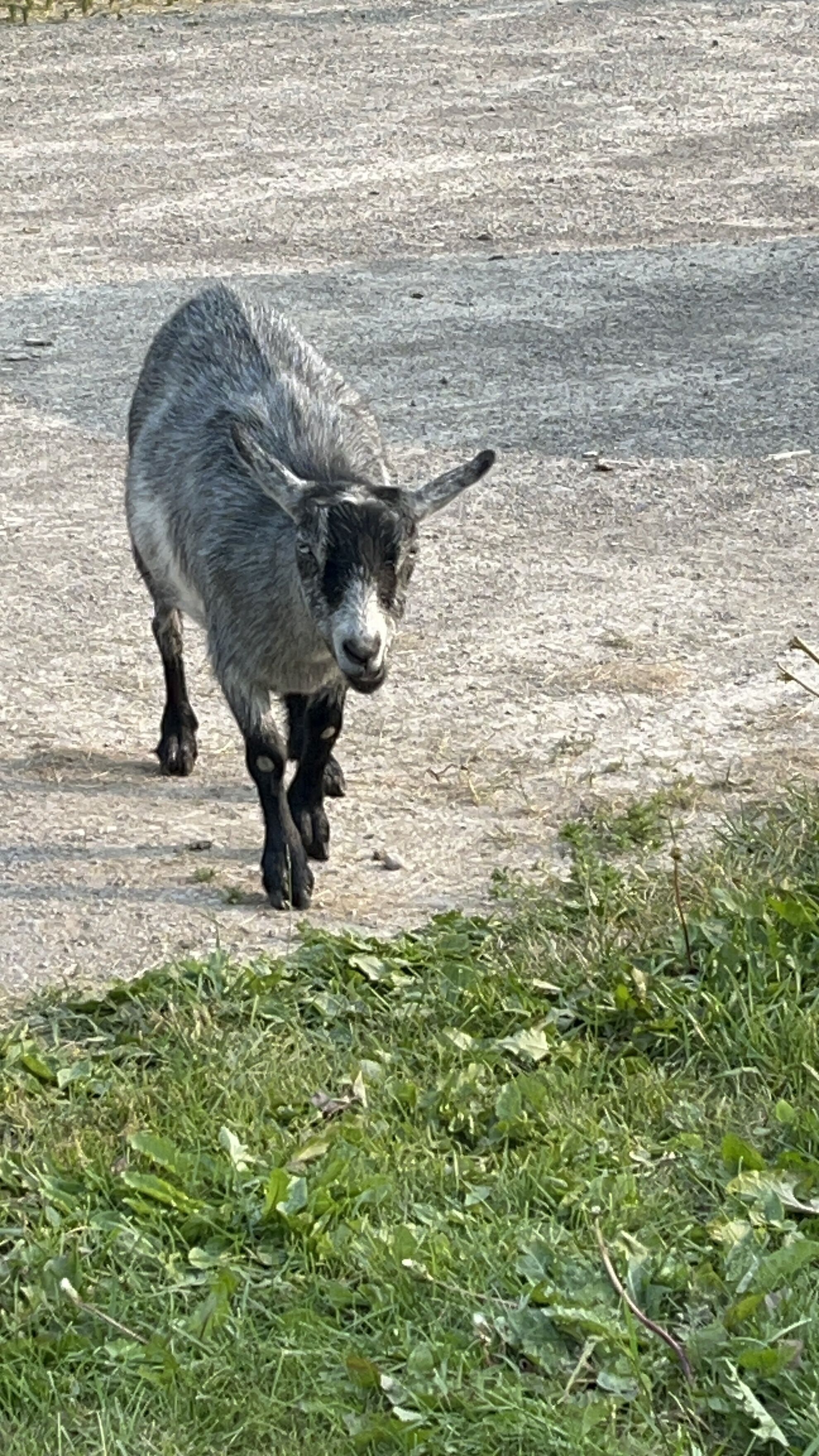 A goat walking on a gravel path with grass in the foreground.