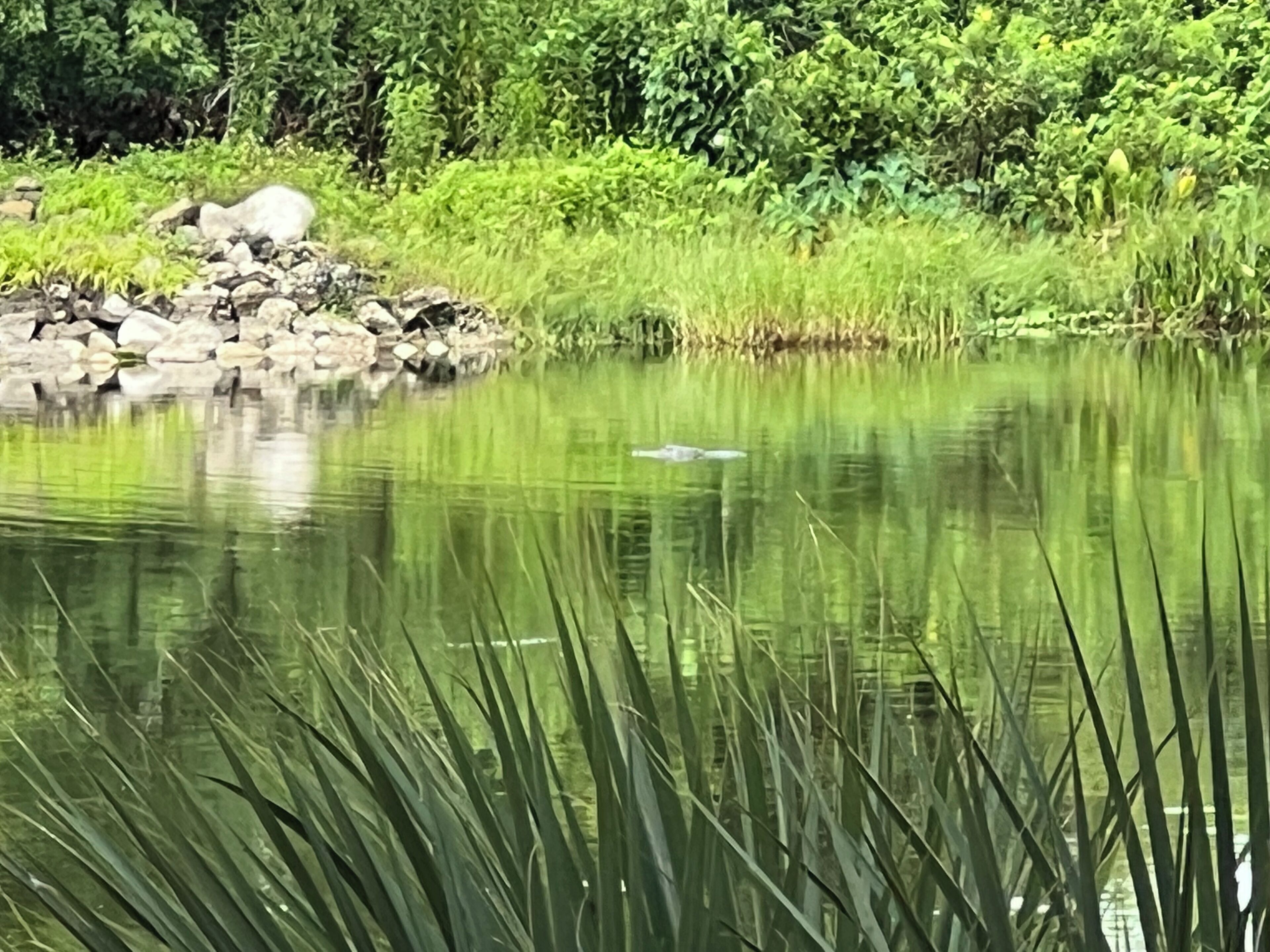 A calm pond with a small island of rocks and dense greenery in the background.
