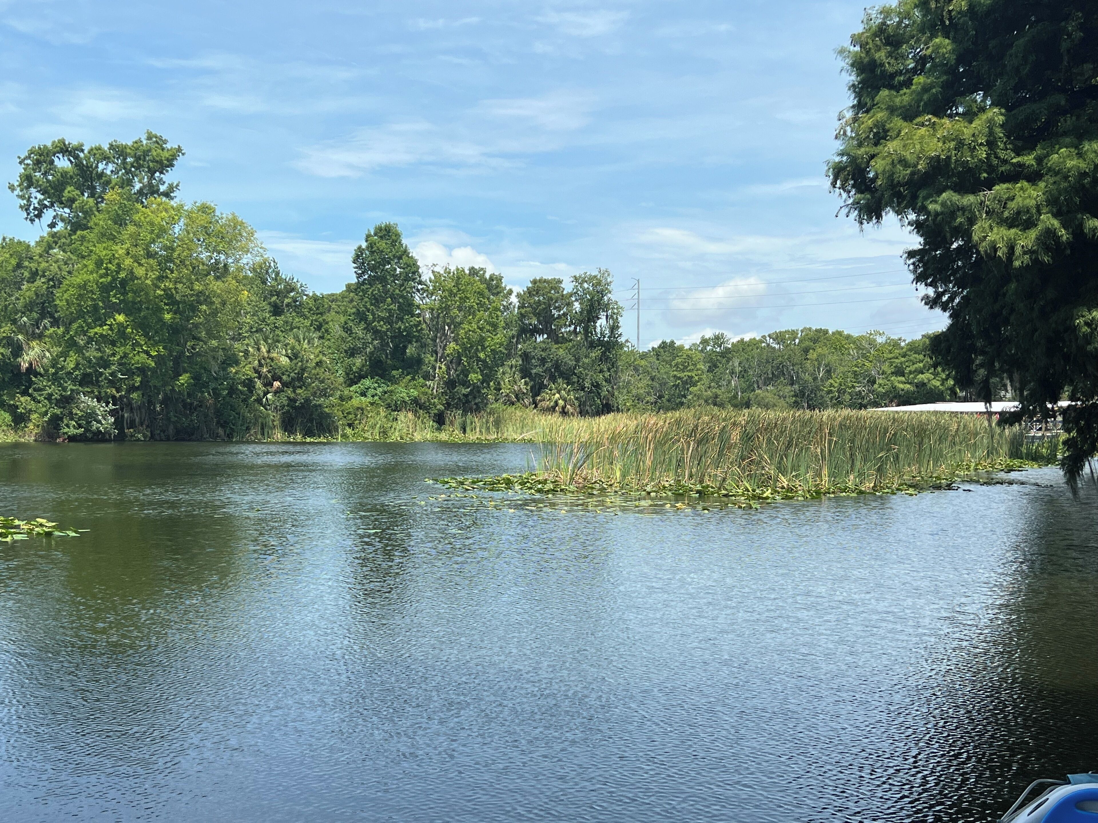 A calm lake with dense greenery and trees around.