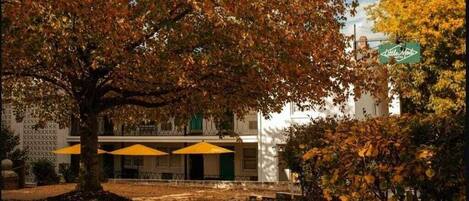 A building with a large tree in front, a sign that reads "Little House," and three yellow umbrellas.