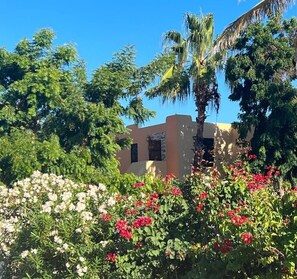 Property grounds - Casa Coyote (San José del Cabo)
