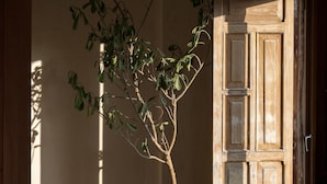 A room with a potted tree, a wooden chair, and a wooden door. - Narrativ Lofts -Numen- Stylish Hideaway (Campeche)