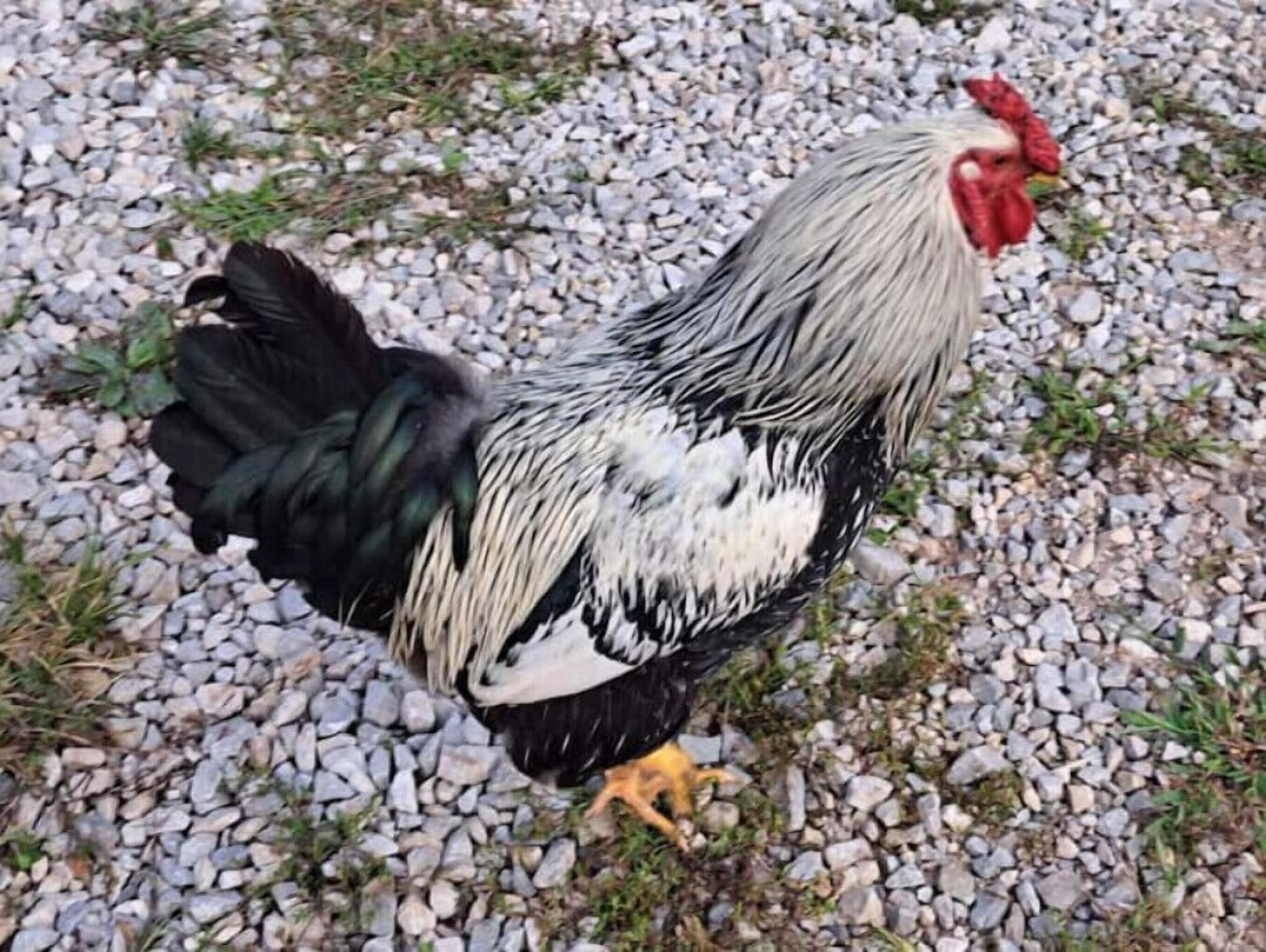 A rooster standing on a gravel surface with sparse grass.