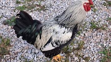 A rooster standing on a gravel surface with sparse grass.