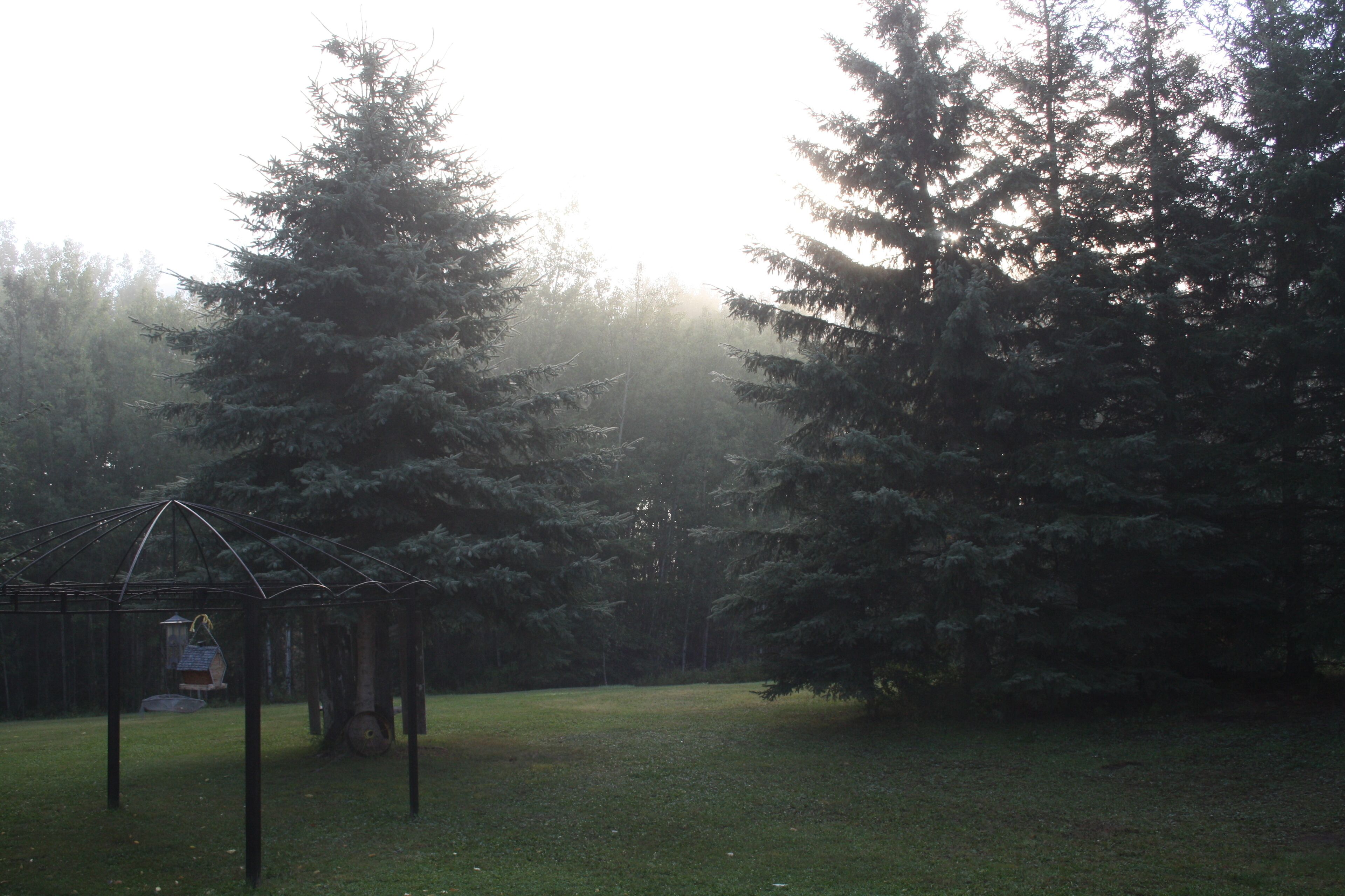 A gazebo in a forested area with tall trees and a grassy field.