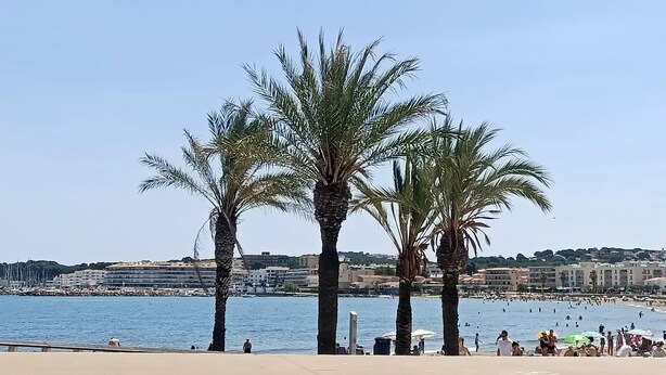 Une plage bordée de palmiers, un ciel dégagé et, au loin, une vue sur des bâtiments.