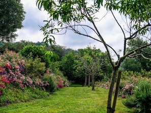 Un jardín exuberante con una variedad de plantas y árboles florecientes, un sendero cubierto de césped y una valla de madera al frente.