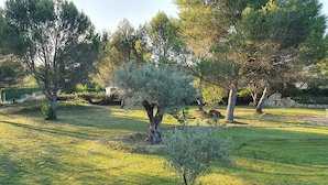 A well-maintained garden with various trees and shrubs, a stone wall, and a small structure in the background.