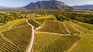Vue aérienne d’un vignoble avec ses rangées de vignes, une route sinueuse et une montagne en arrière-plan.