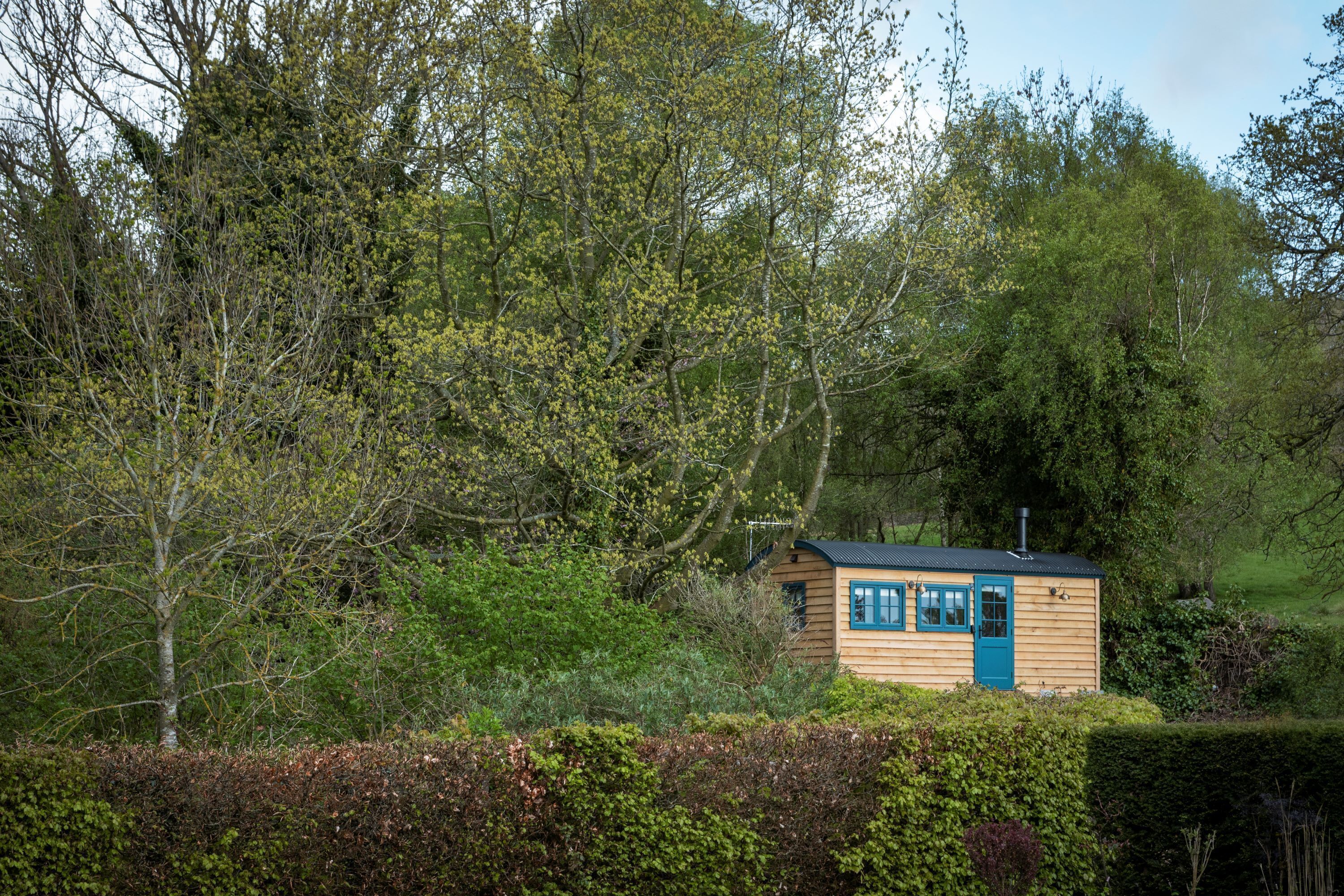 Una cabaña de madera pequeña con una puerta azul, rodeada de follaje denso y árboles.