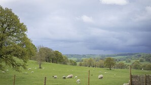 Un paysage rural avec un champ herbeux, des moutons, des arbres et un ciel nuageux.