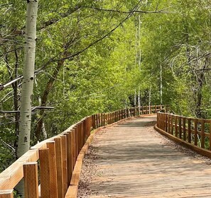 Une promenade en bois sinueuse qui traverse une zone boisée, parsemée de bouleaux.