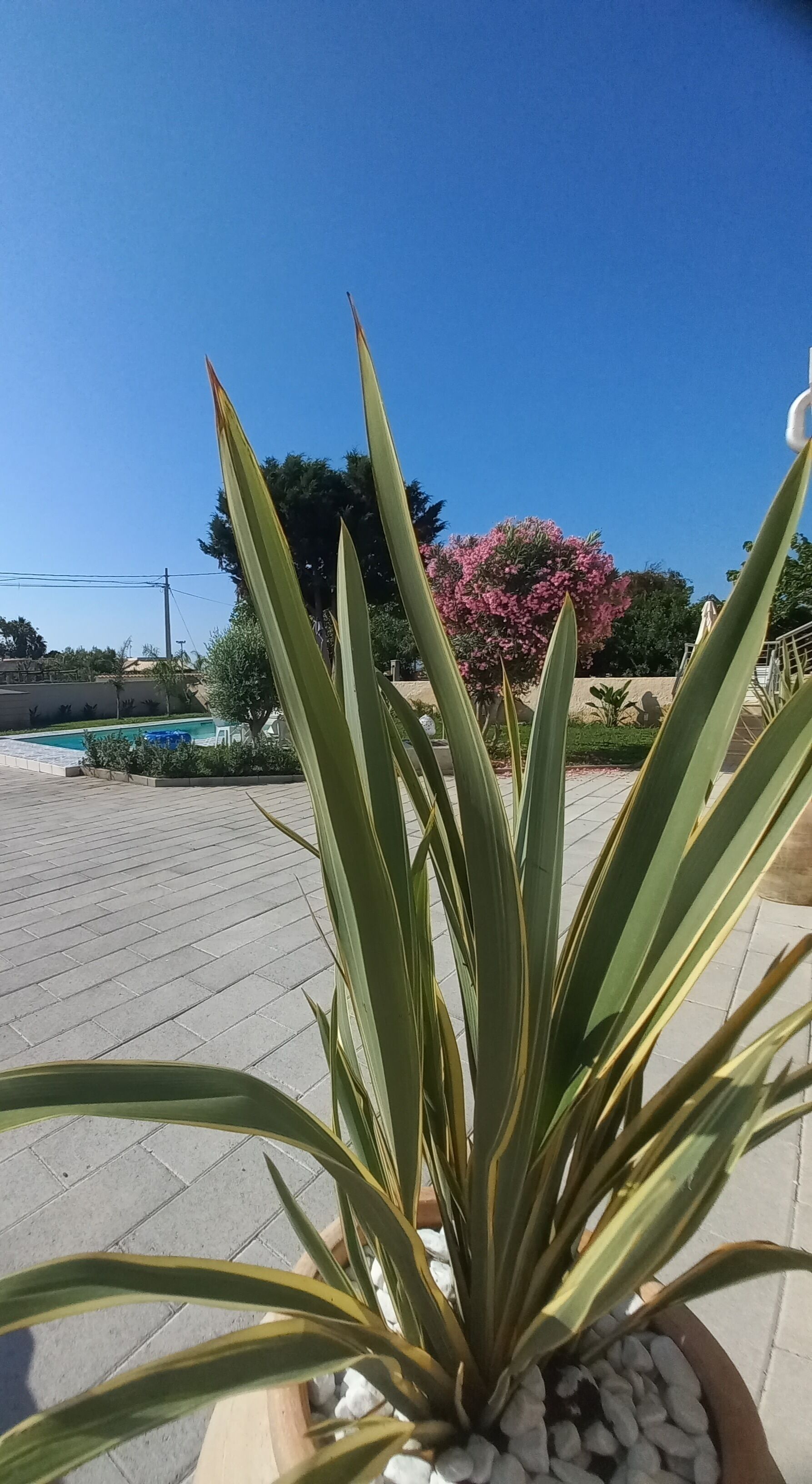 A potted plant with long, green leaves in a tiled outdoor area.