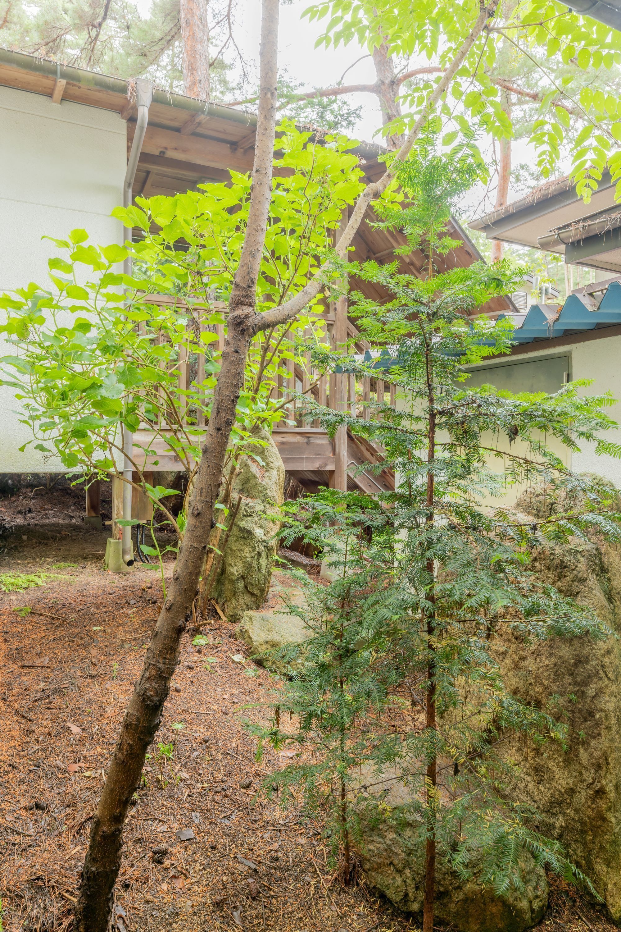 A small tree in a garden area with a wooden structure in the background.