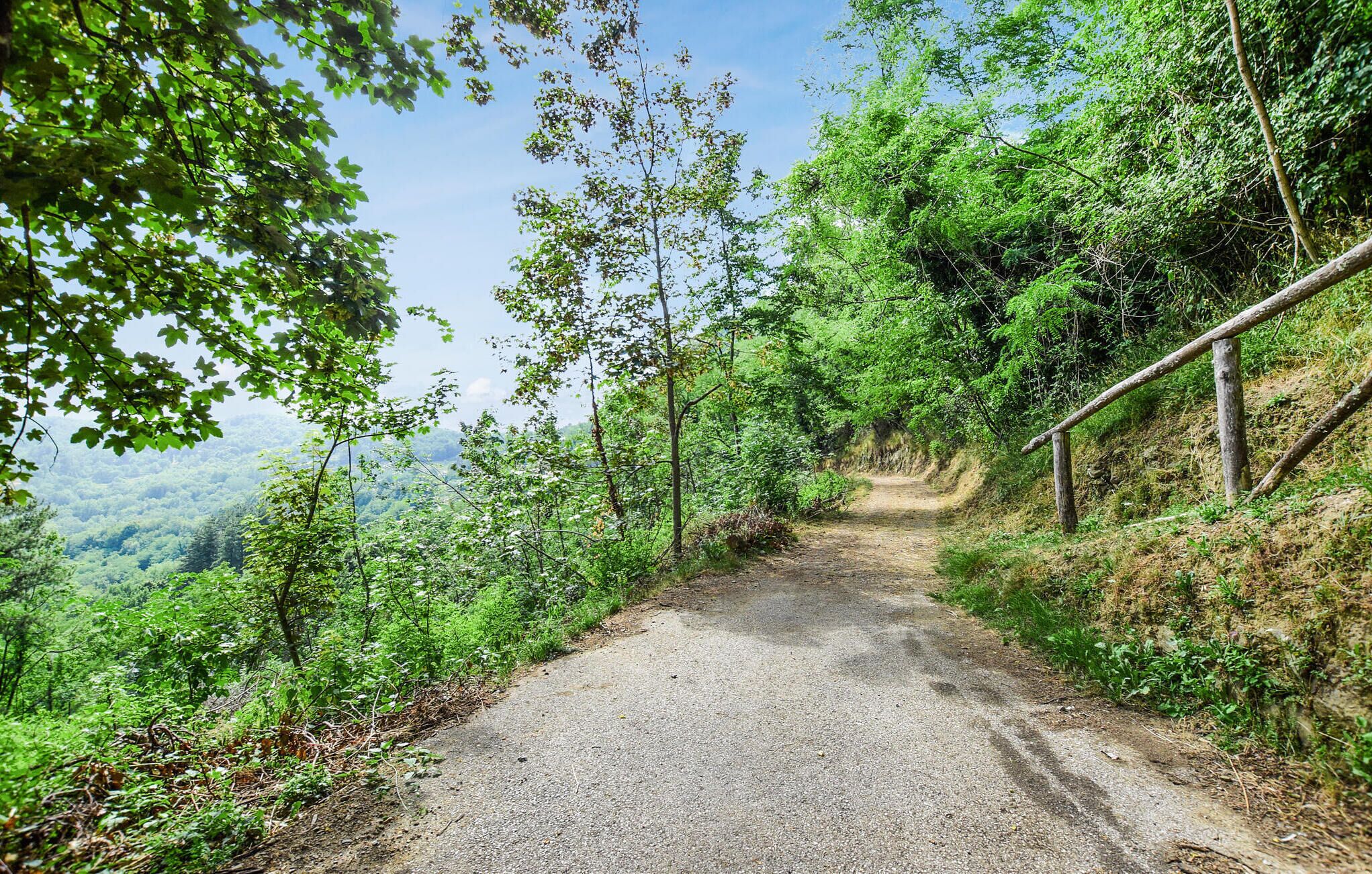 Un chemin de gravier bordé d’une végétation luxuriante et d’arbres.
