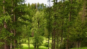 A lush green forest with tall trees and a grassy path. - The Ultimate Escape  (Heron)