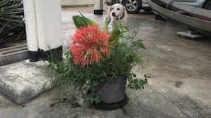 A dog sitting in front of a potted plant with a car and a building in the background.
