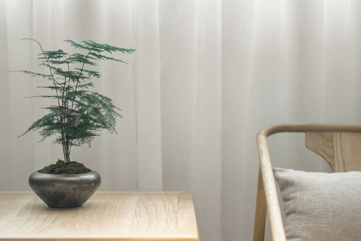 A wooden table with a potted plant and a chair with a cushion.
