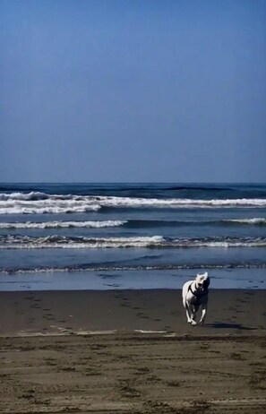 Beach nearby, sun loungers, beach towels - Ocean Views, Beach Access, Dog Friendly Fenced Yard-Vacation Beach House (Ocean Shores)