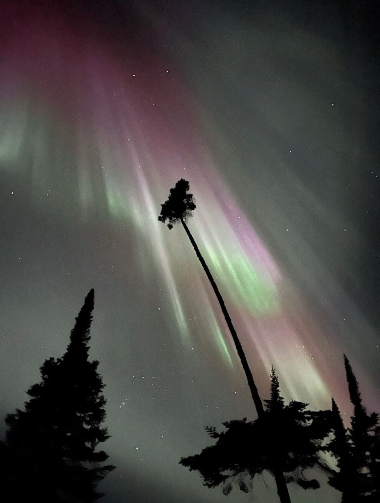 A night sky with the Northern Lights and silhouettes of trees.