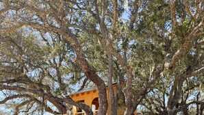 A wooden treehouse with a ladder, surrounded by large trees and a clear view of the landscape.