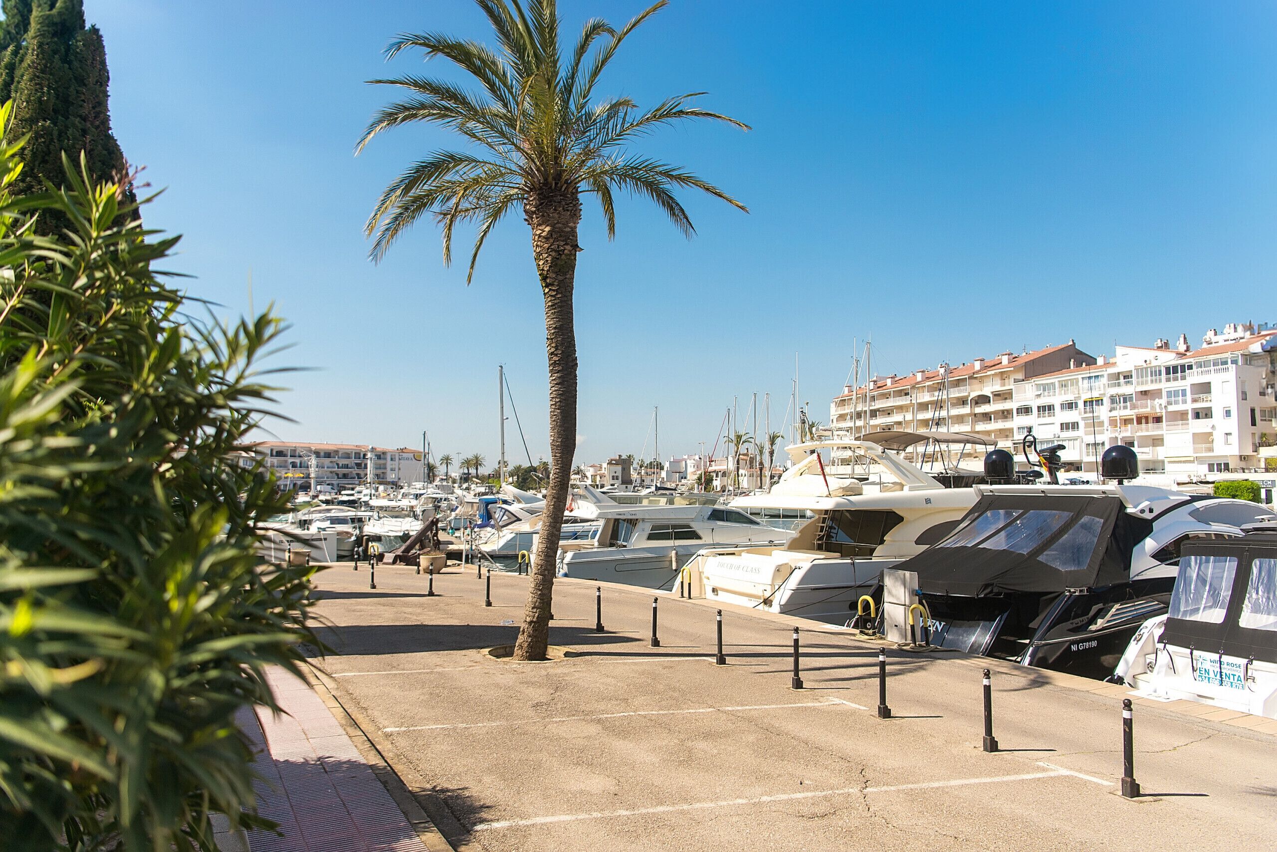A marina with boats docked, palm trees, and a row of buildings in the background.