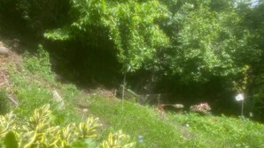 Un paisaje exuberante y verde con vegetación densa y diversas plantas.