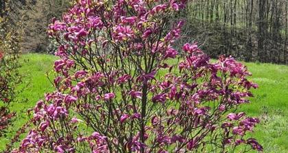 GITE DE LA SITTELLE- LA PARENTHESE