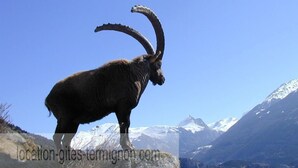 Ein Steinbock auf einem felsigen Vorsprung, mit blauem Himmel und schneebedeckten Bergen im Hintergrund.