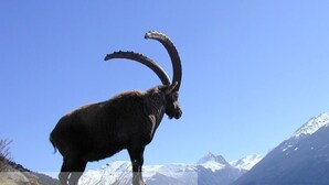 Uma cabra montesa em um afloramento rochoso, com céu azul límpido e montanhas cobertas de neve ao fundo.
