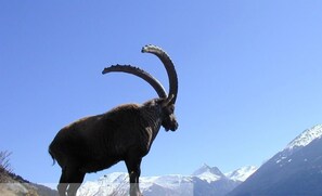 A mountain goat on a rocky outcrop with a clear blue sky and snow-capped mountains in the background.