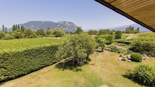 Een wijngaard met een berg op de achtergrond, een houten pergola en een heldere lucht.