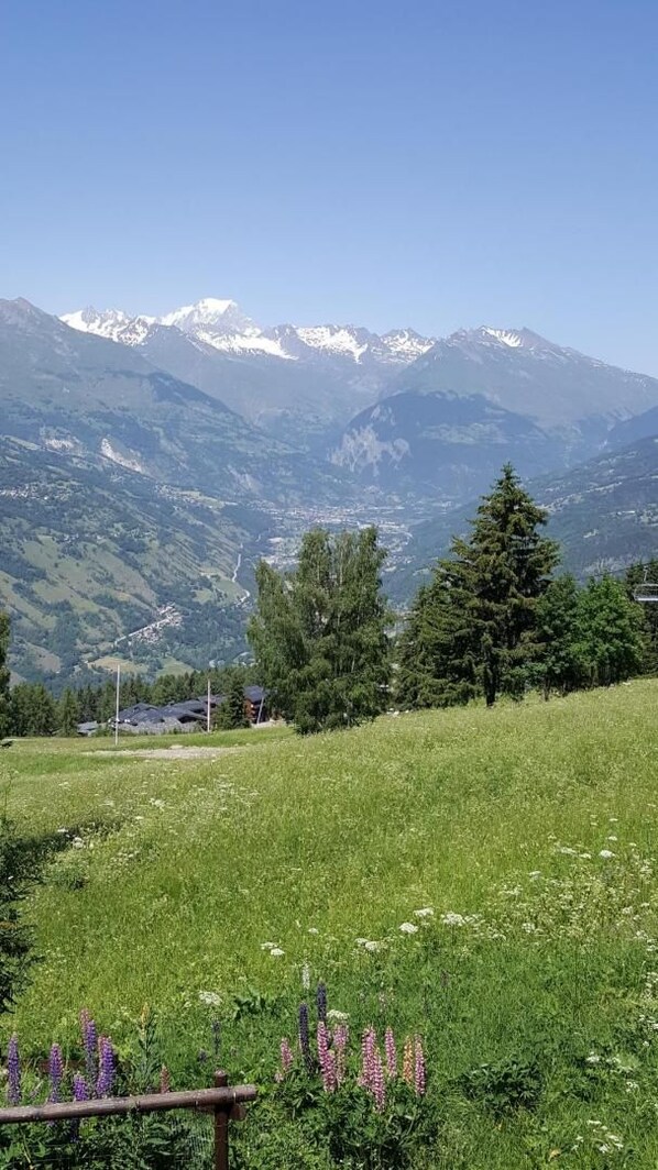A grassy field with a mountain range in the background.