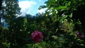 Un jardin où la végétation luxuriante et verdoyante contraste avec un ciel d’un bleu limpide.
